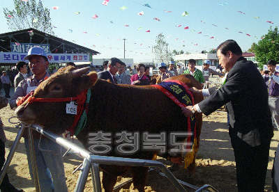 충북 한우 경진대회 의 사진