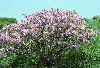 소백산 철죽꽃 의 사진