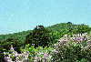 소백산 철죽꽃 의 사진