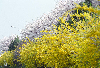 무심천 벚꽃 의 사진