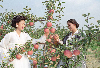사과수확 의 사진