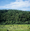 측백수림 의 사진