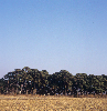 양산팔경송림 의 사진