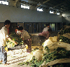 엽연초 재배 의 사진