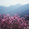 금수산전경(봄) 의 사진