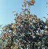 감나무 의 사진