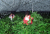 신선초 재배 의 사진