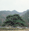 서원리 소나무 의 사진