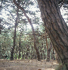 양산팔경송림 의 사진