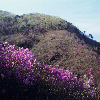 금수산전경(봄) 의 사진