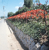 사루비아꽃 의 사진