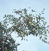 대추나무 의 사진