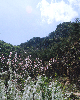 삼가저수지앞산 자연경관 의 사진