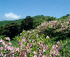소백산 철쭉꽃 의 사진
