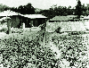 감자 다수확 과제이수 1969 청원 문의 남계 박보원 의 사진