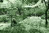 느타리버섯 재배 시범포 1974 중원 동량 조동 의 사진