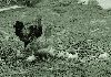 둥지를 이용하여 닭 소규모 자유방사 사육 1970년대 의 사진