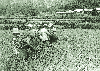 벼 다수확 심사를 위한 기준지역 시료채취 1974년 의 사진