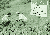 섬바디 생육을 관찰하는 지도원들 1976 충주소태 야동 의 사진