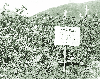 양묘과제 이수 1970 괴산 불정 남청 4-H회 의 사진