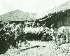 족답식 탈곡기를 이용한 벼 탈곡 1950년대 의 사진