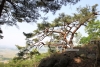 백족산 산지소나무 의 사진