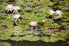 청원군 문화관광 사진 강내연꽃마을 의 사진