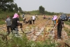 농정국 농촌일손돕기 우박피해복구작업 의 사진