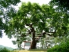 청원군 문화관광 사진 공북리 음나무 의 사진