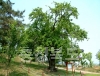 청원군 문화관광 사진 연제리모과나무 의 사진