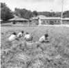 마늘수확 및 공판 의 사진